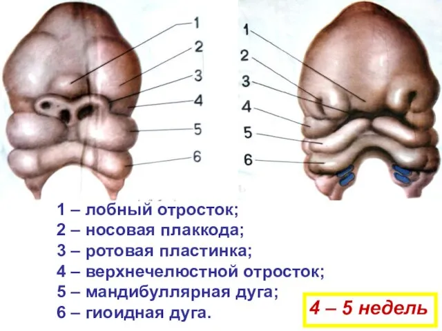 1 – лобный отросток; 2 – носовая плаккода; 3 – ротовая