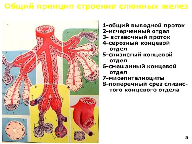 Общий принцип строения слюнных желез 1-общий выводной проток 2-исчерченный отдел 3-