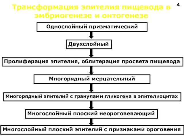 Трансформация эпителия пищевода в эмбриогенезе и онтогенезе Однослойный призматический Двухслойный Пролиферация