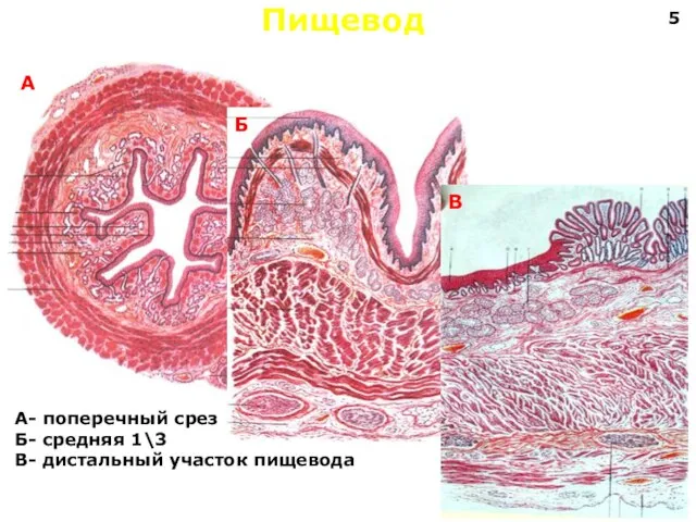 Пищевод А Б В А- поперечный срез Б- средняя 1\3 В- дистальный участок пищевода 5