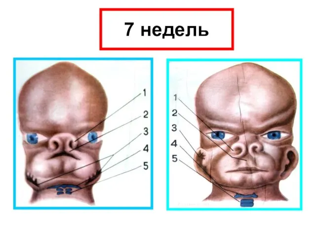 7 недель