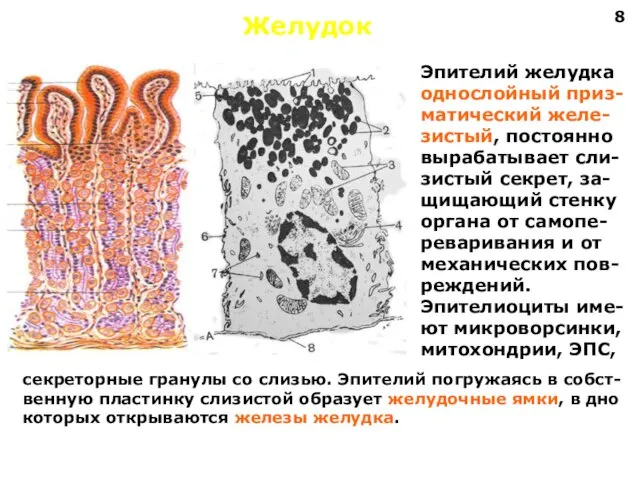 Желудок Эпителий желудка однослойный приз- матический желе- зистый, постоянно вырабатывает сли-