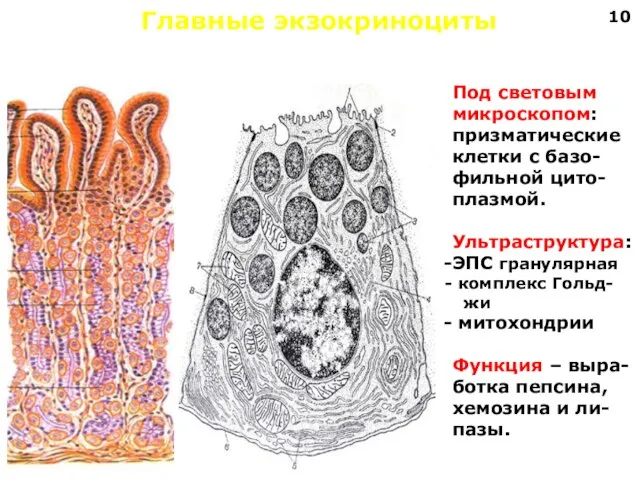 Главные экзокриноциты Под световым микроскопом: призматические клетки с базо- фильной цито-