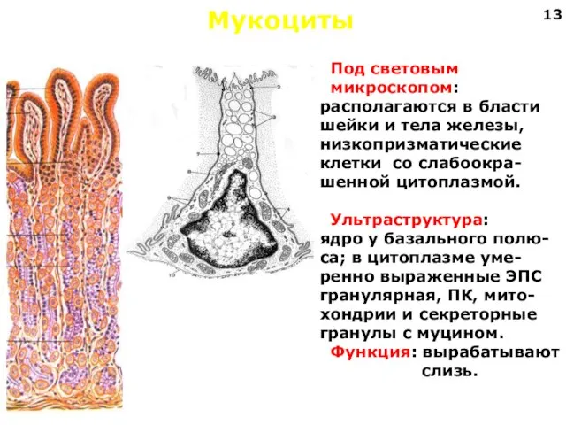 Мукоциты Под световым микроскопом: располагаются в бласти шейки и тела железы,