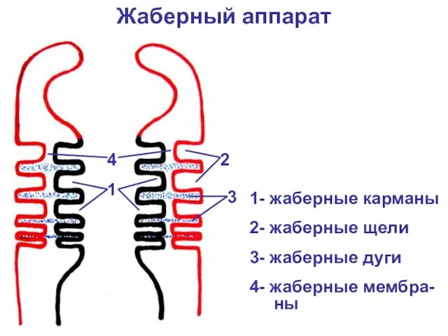 Жаберный аппарат 1 2 3 4 1- жаберные карманы 2- жаберные