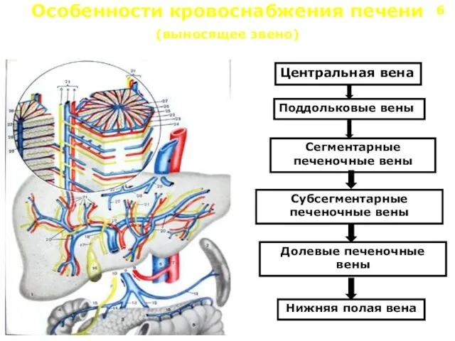 Особенности кровоснабжения печени (выносящее звено) Центральная вена Поддольковые вены Сегментарные печеночные