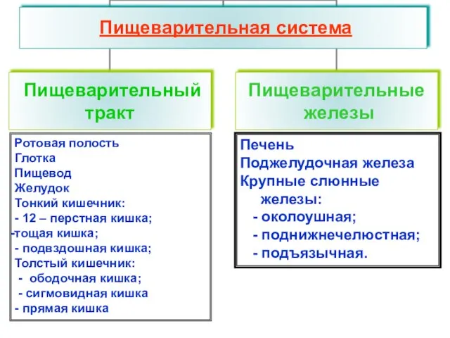 Ротовая полость Глотка Пищевод Желудок Тонкий кишечник: - 12 – перстная