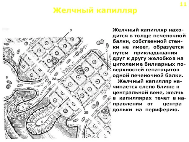 Желчный капилляр Желчный капилляр нахо- дится в толще печеночной балки, собственной