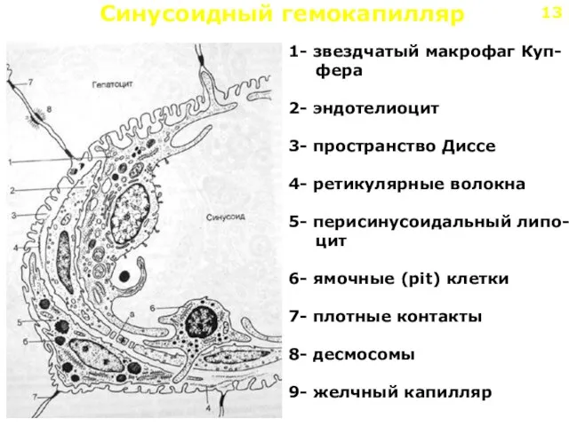 Синусоидный гемокапилляр 1- звездчатый макрофаг Куп- фера 2- эндотелиоцит 3- пространство