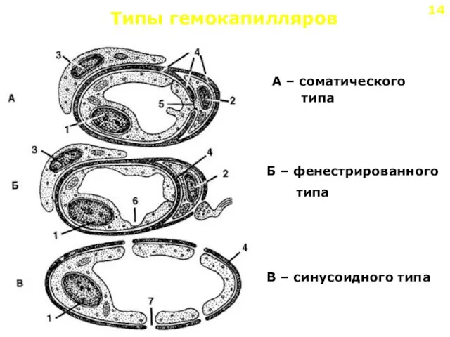 Типы гемокапилляров А – соматического типа Б – фенестрированного типа В – синусоидного типа 14