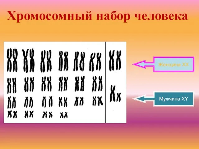 Хромосомный набор человека Женщина XX Мужчина XY