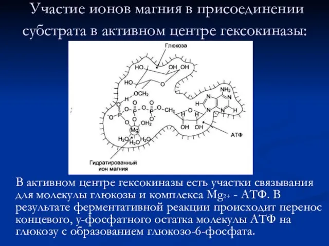 Участие ионов магния в присоединении субстрата в активном центре гексокиназы: В