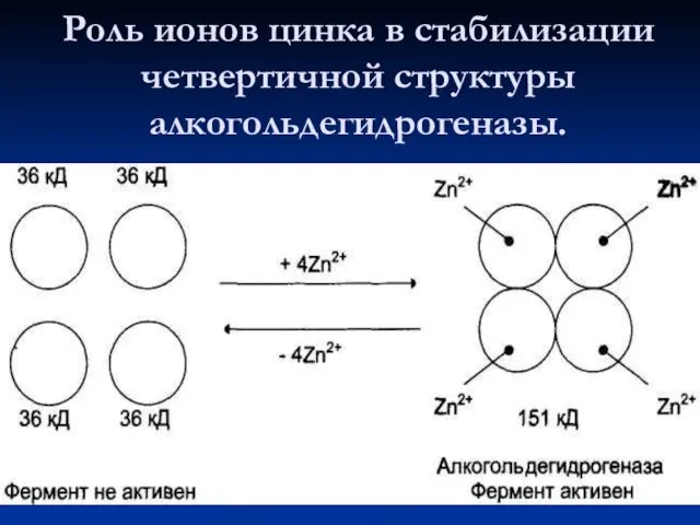 Роль ионов цинка в стабилизации четвертичной структуры алкогольдегидрогеназы.