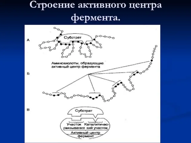 Строение активного центра фермента.