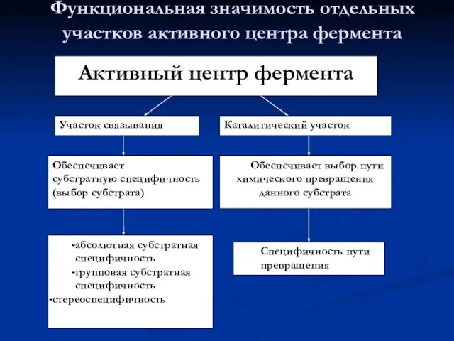 Функциональная значимость отдельных участков активного центра фермента