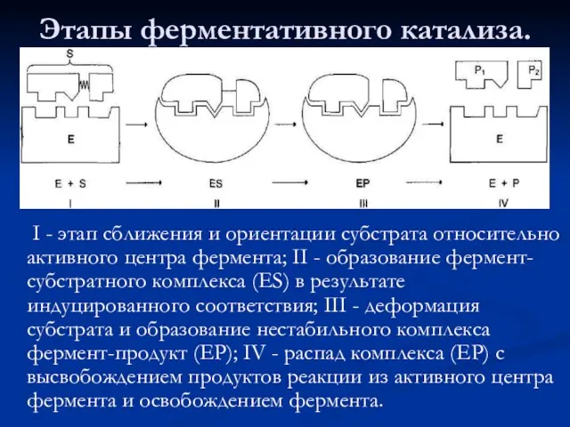 Этапы ферментативного катализа. I - этап сближения и ориентации субстрата относительно