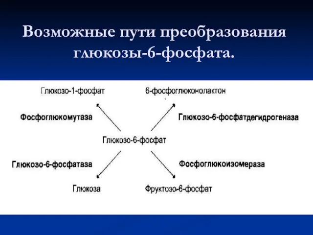 Возможные пути преобразования глюкозы-6-фосфата.