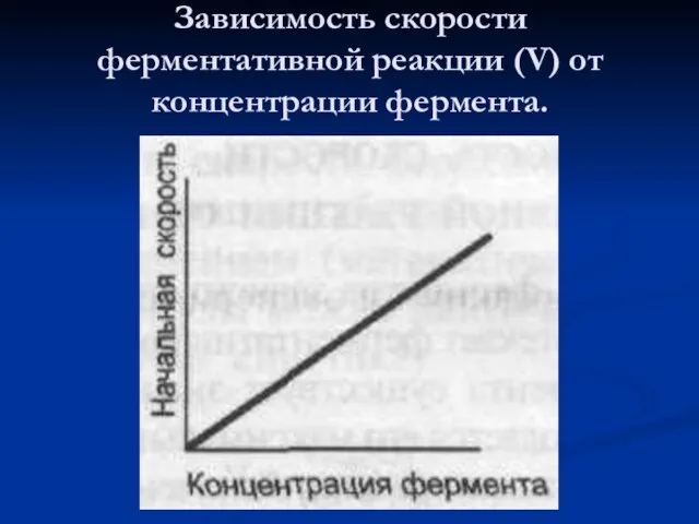 Зависимость скорости ферментативной реакции (V) от концентрации фермента.