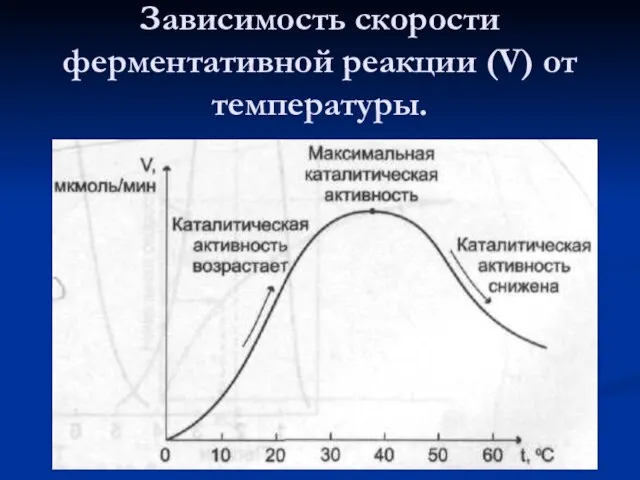 Зависимость скорости ферментативной реакции (V) от температуры.