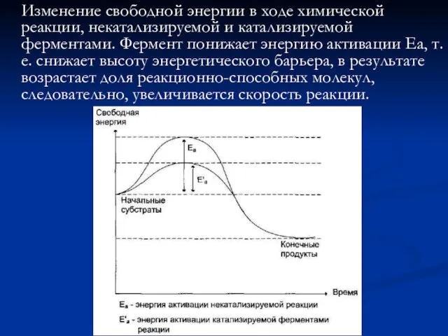 Изменение свободной энергии в ходе химической реакции, некатализируемой и катализируемой ферментами.