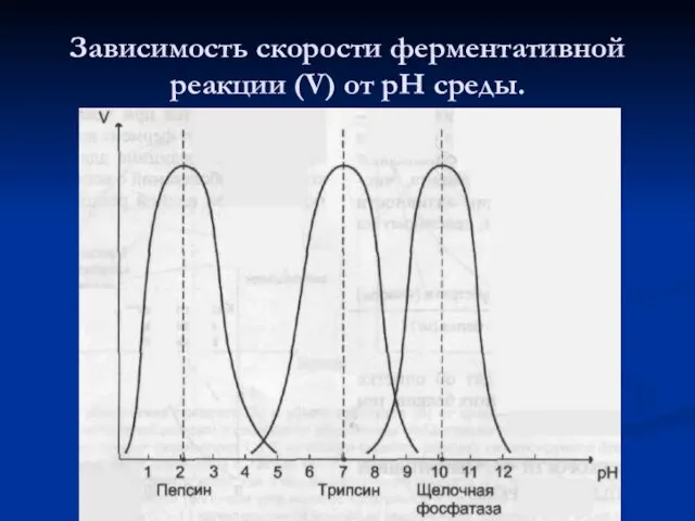 Зависимость скорости ферментативной реакции (V) от рН среды.