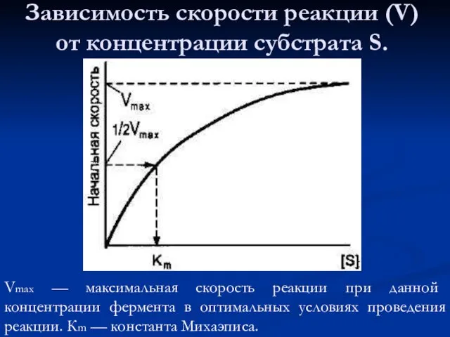 Зависимость скорости реакции (V) от концентрации субстрата S. Vmax — максимальная