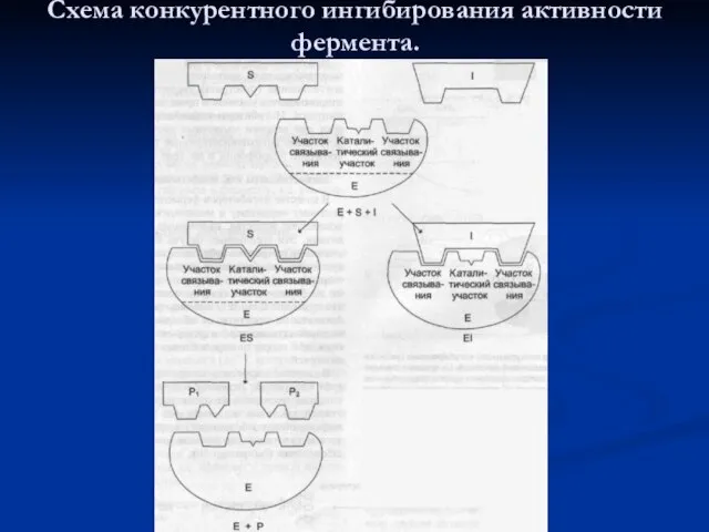 Схема конкурентного ингибирования активности фермента.