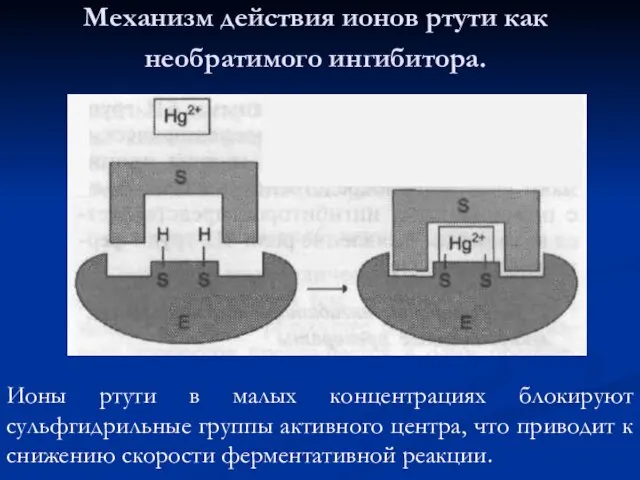 Механизм действия ионов ртути как необратимого ингибитора. Ионы ртути в малых