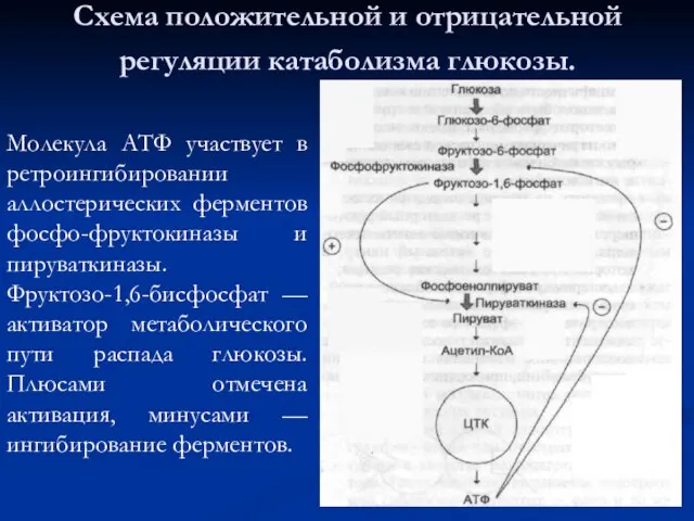 Схема положительной и отрицательной регуляции катаболизма глюкозы. Молекула АТФ участвует в