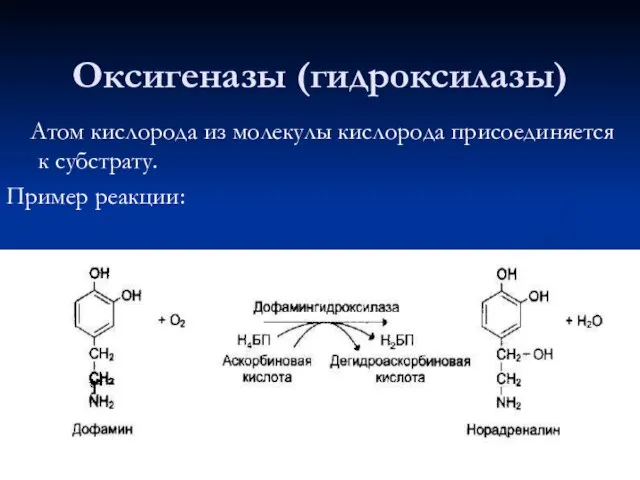 Оксигеназы (гидроксилазы) Атом кислорода из молекулы кислорода присоединяется к субстрату. Пример реакции: