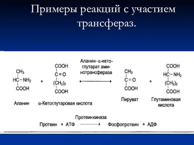 Примеры реакций с участием трансфераз.