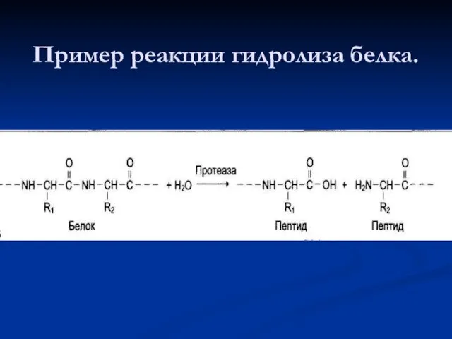 Пример реакции гидролиза белка.