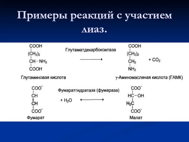 Примеры реакций с участием лиаз.