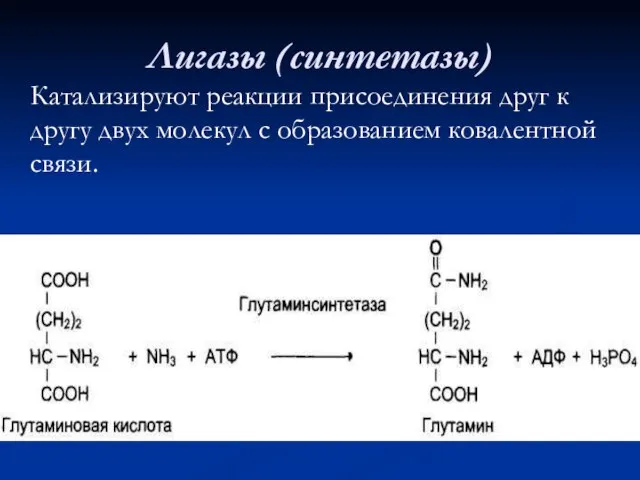 Лигазы (синтетазы) Катализируют реакции присоединения друг к другу двух молекул с образованием ковалентной связи.