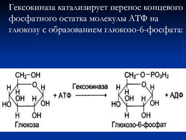 Гексокиназа катализирует перенос концевого фосфатного остатка молекулы АТФ на глюкозу с образованием глюкозо-6-фосфата: