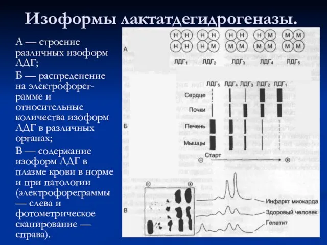 Изоформы лактатдегидрогеназы. А — строение различных изоформ ЛДГ; Б — распредепение