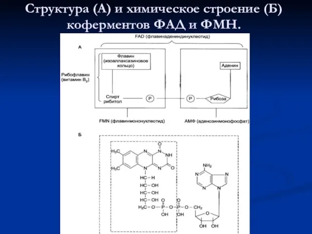 Структура (А) и химическое строение (Б) коферментов ФАД и ФМН.