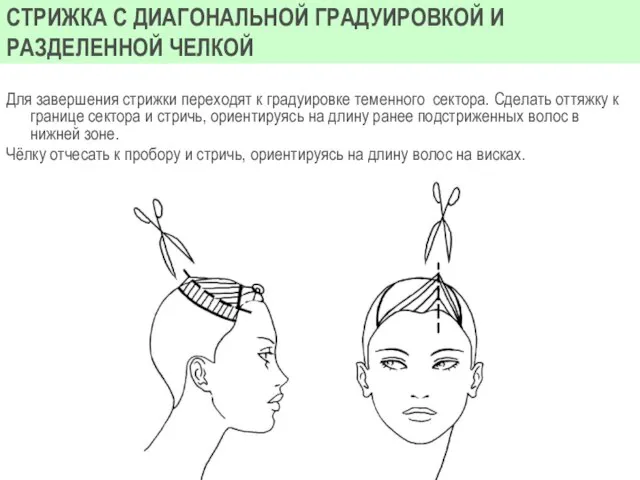 Для завершения стрижки переходят к градуировке теменного сектора. Сделать оттяжку к