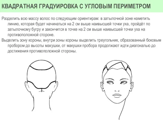 Разделить всю массу волос по следующим ориентирам: в затылочной зоне наметить