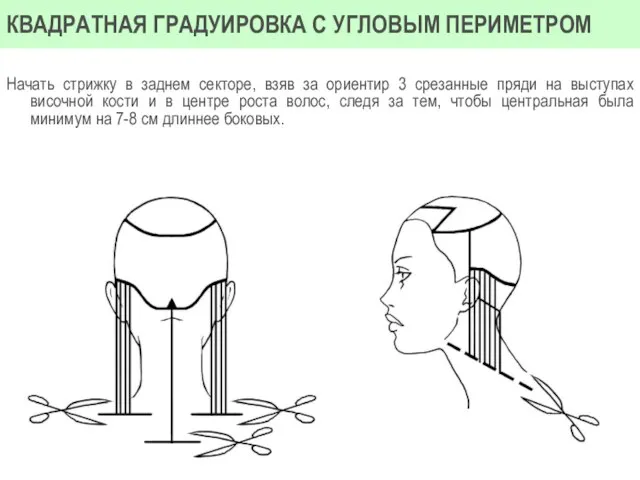 Начать стрижку в заднем секторе, взяв за ориентир 3 срезанные пряди