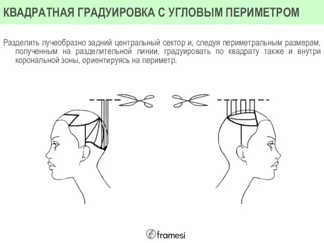 Разделить лучеобразно задний центральный сектор и, следуя периметральным размерам, полученным на