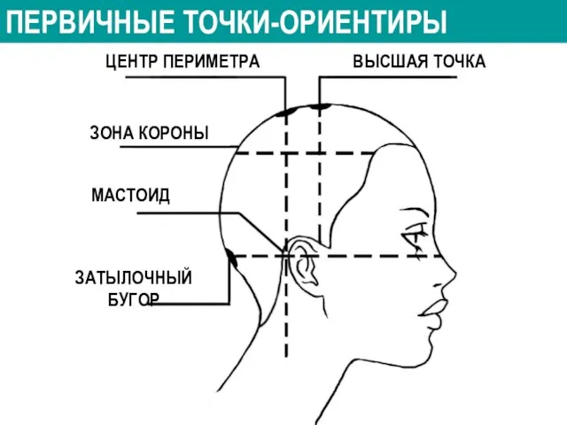 ПЕРВИЧНЫЕ ТОЧКИ-ОРИЕНТИРЫ ЦЕНТР ПЕРИМЕТРА ВЫСШАЯ ТОЧКА ЗОНА КОРОНЫ МАСТОИД ЗАТЫЛОЧНЫЙ БУГОР