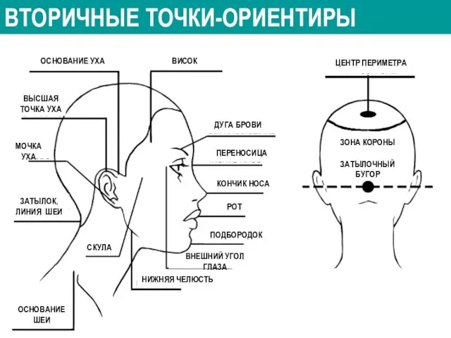 ВТОРИЧНЫЕ ТОЧКИ-ОРИЕНТИРЫ ВИСОК ЗОНА КОРОНЫ ЦЕНТР ПЕРИМЕТРА ЗАТЫЛОЧНЫЙ БУГОР ПЕРЕНОСИЦА КОНЧИК