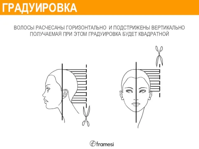 ГРАДУИРОВКА ВОЛОСЫ РАСЧЕСАНЫ ГОРИЗОНТАЛЬНО И ПОДСТРИЖЕНЫ ВЕРТИКАЛЬНО ПОЛУЧАЕМАЯ ПРИ ЭТОМ ГРАДУИРОВКА БУДЕТ КВАДРАТНОЙ