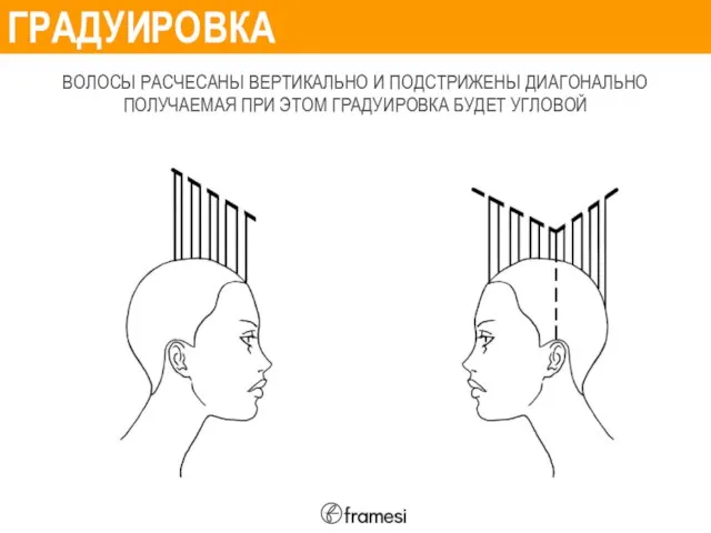 ГРАДУИРОВКА ВОЛОСЫ РАСЧЕСАНЫ ВЕРТИКАЛЬНО И ПОДСТРИЖЕНЫ ДИАГОНАЛЬНО ПОЛУЧАЕМАЯ ПРИ ЭТОМ ГРАДУИРОВКА БУДЕТ УГЛОВОЙ