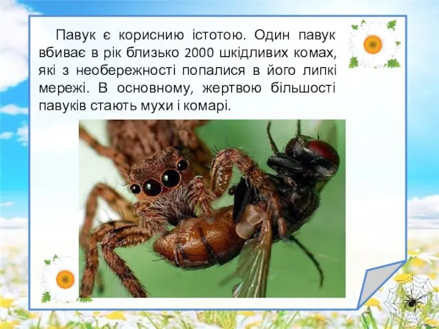 Павук є кориснию істотою. Один павук вбиває в рік близько 2000