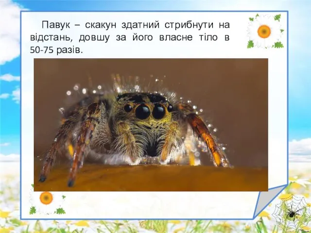 Павук – скакун здатний стрибнути на відстань, довшу за його власне тіло в 50-75 разів.