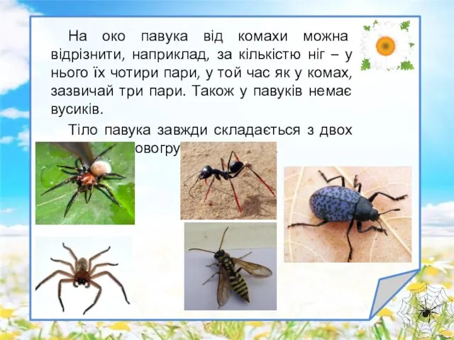 На око павука від комахи можна відрізнити, наприклад, за кількістю ніг