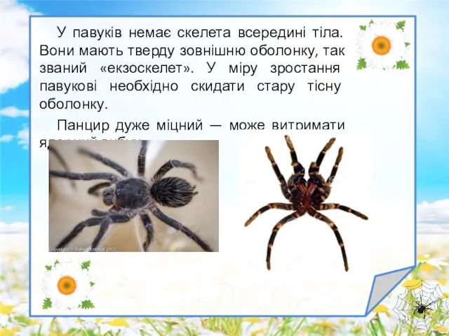 У павуків немає скелета всередині тіла. Вони мають тверду зовнішню оболонку,