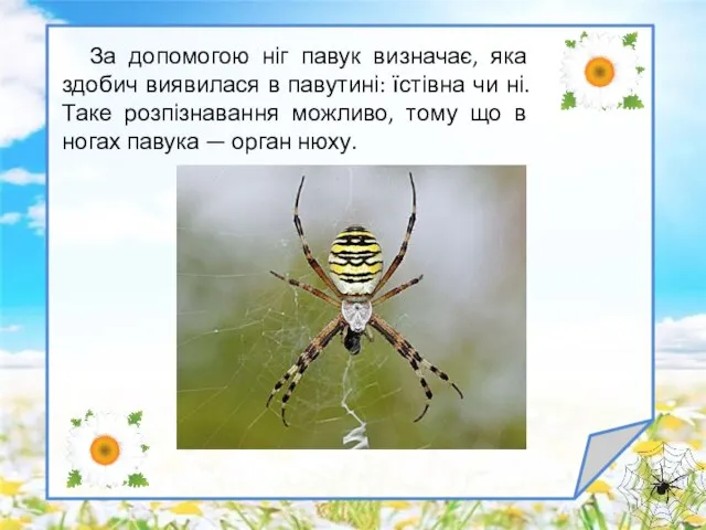 За допомогою ніг павук визначає, яка здобич виявилася в павутині: їстівна